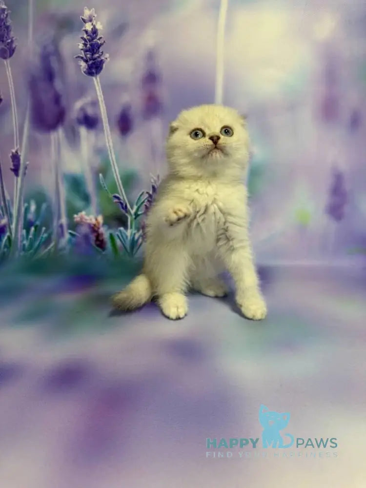 Frosia Scottish Fold female lilac pointed live animals