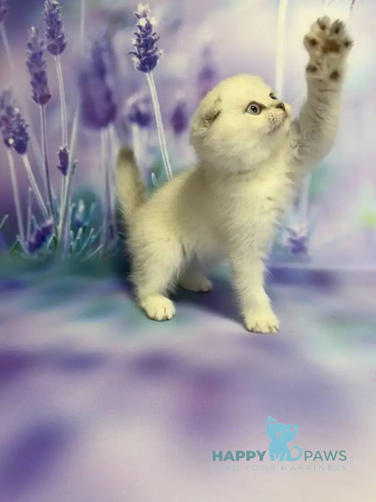Frosia Scottish Fold female lilac pointed live animals