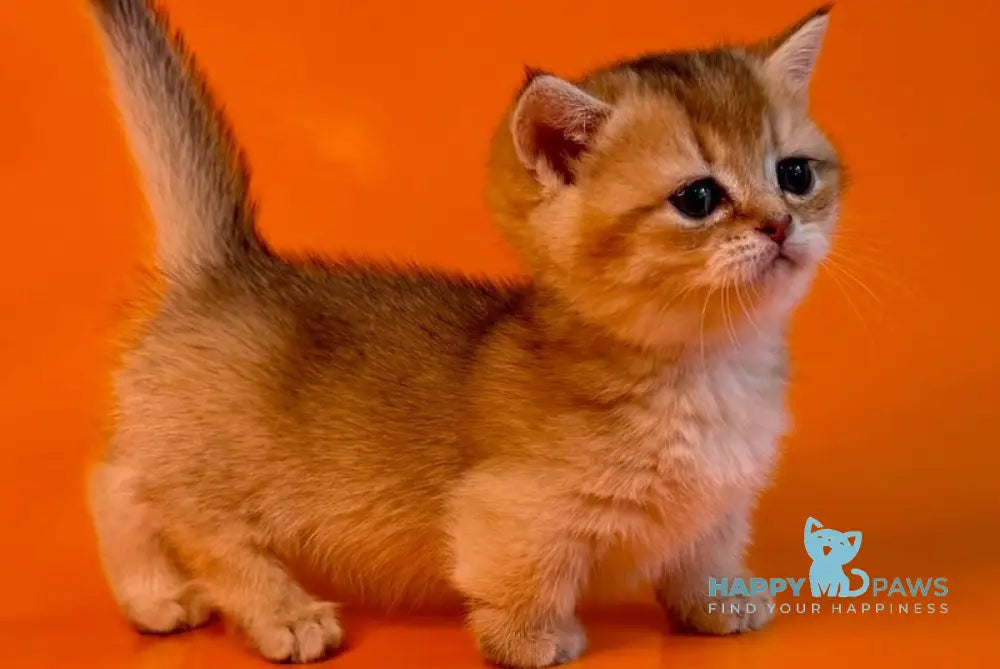 Frosti Munchkin female black golden ticked tabby - live animals
