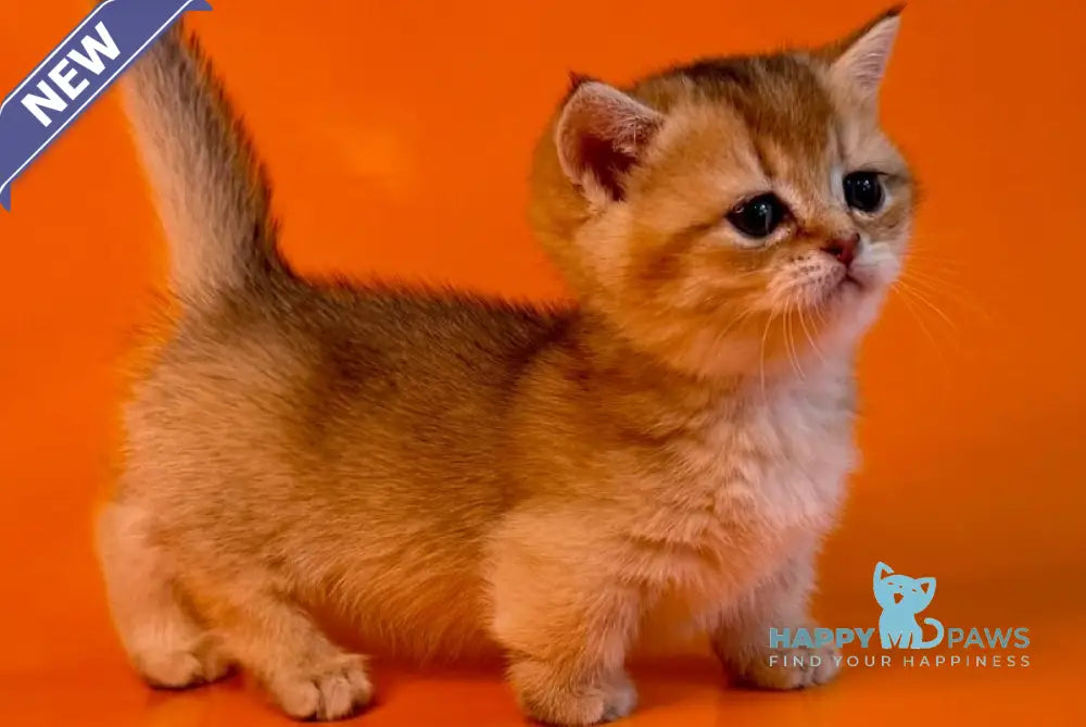 Frosti Munchkin female black golden ticked tabby - live animals