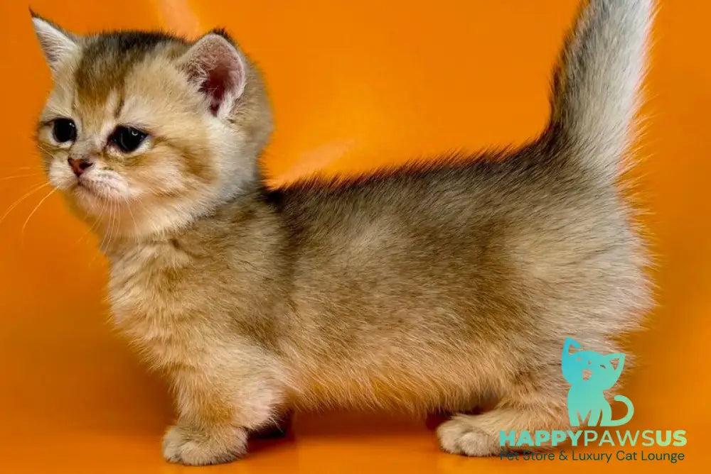 Frosti Munchkin female black golden ticked tabby - live animals
