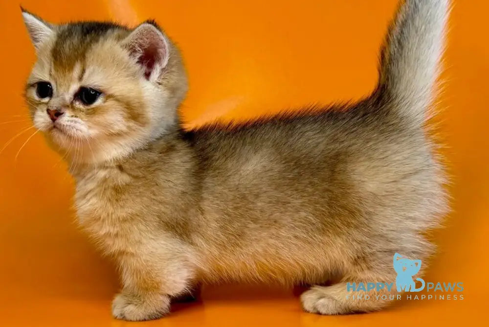 Frosti Munchkin female black golden ticked tabby - live animals