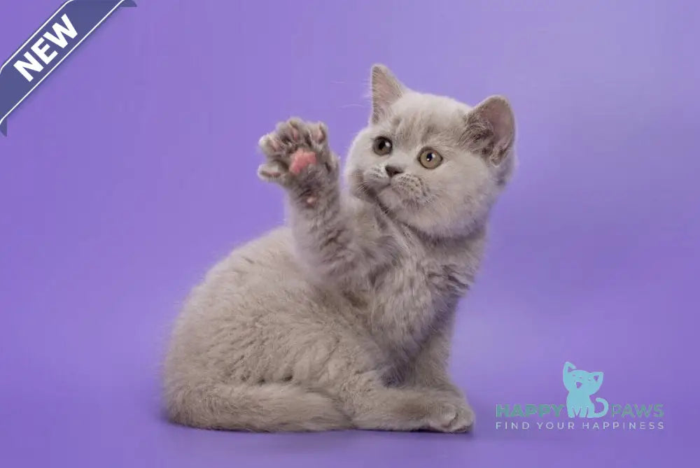 Frosty British Shorthair female lilac live animals