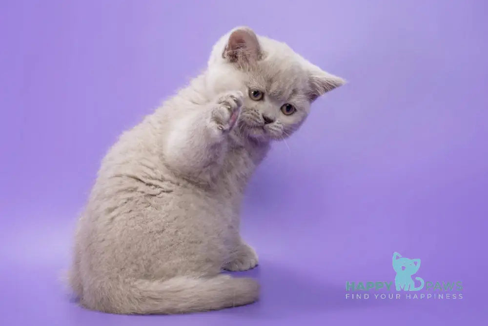 Frosty British Shorthair female lilac live animals