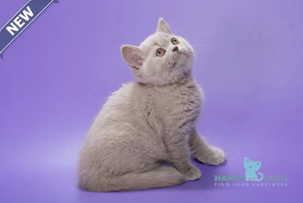 Frosty British Shorthair female lilac live animals