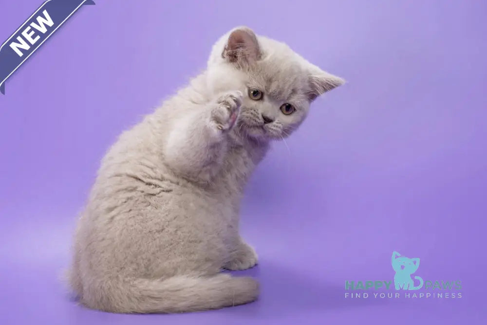 Frosty British Shorthair female lilac live animals