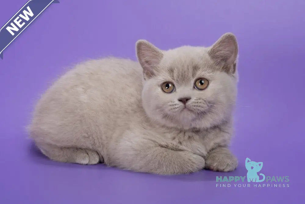 Frosty British Shorthair female lilac live animals