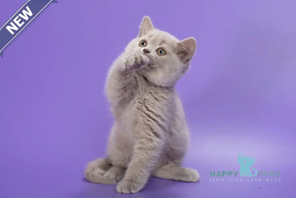 Frosty British Shorthair female lilac live animals
