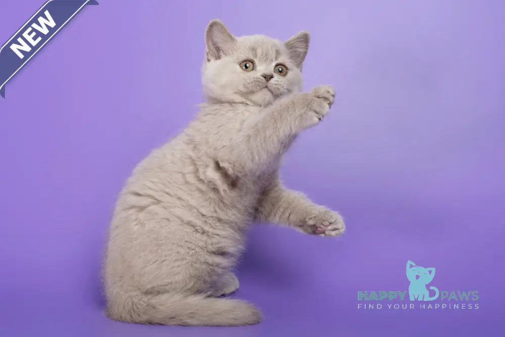 Frosty British Shorthair female lilac live animals
