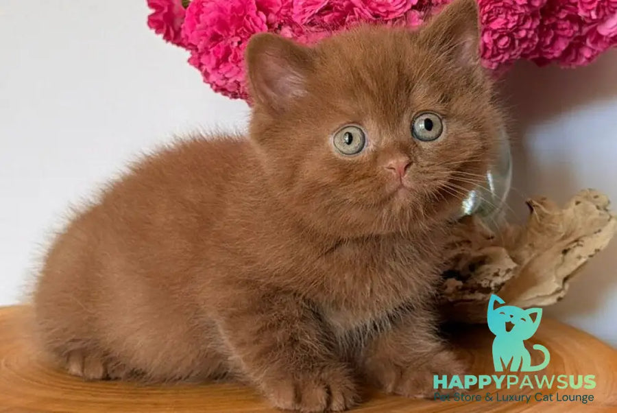 Fudge British Shorthair male cinnamon - live animals