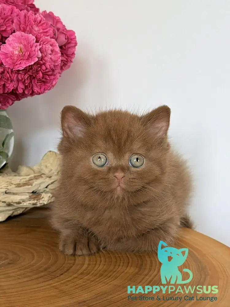Fudge British Shorthair male cinnamon - live animals