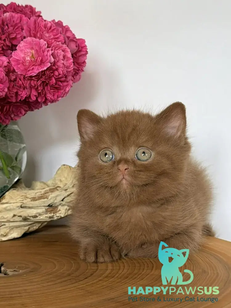 Fudge British Shorthair male cinnamon - live animals