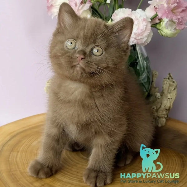 Fudge British Shorthair male cinnamon - live animals
