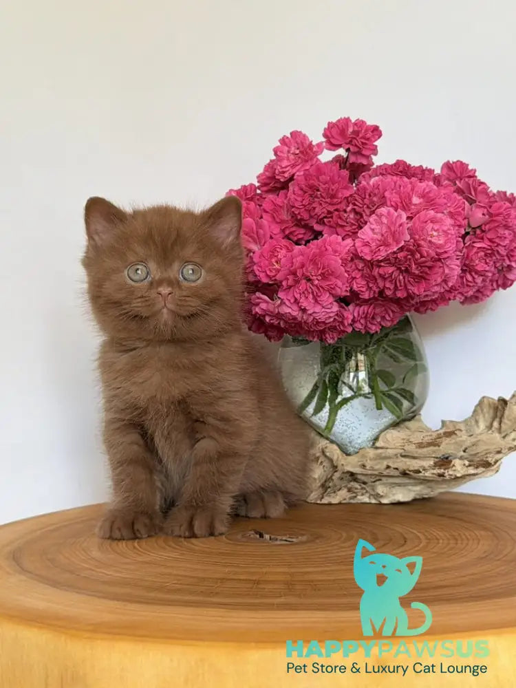 Fudge British Shorthair male cinnamon - live animals