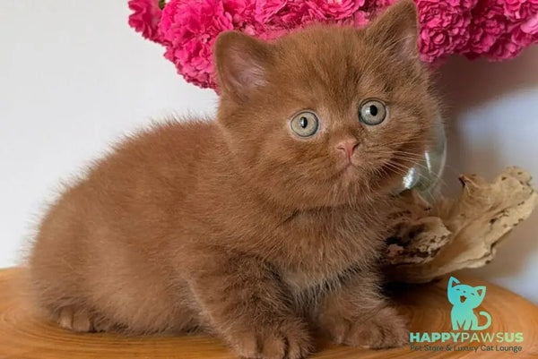 Fudge British Shorthair male cinnamon - live animals