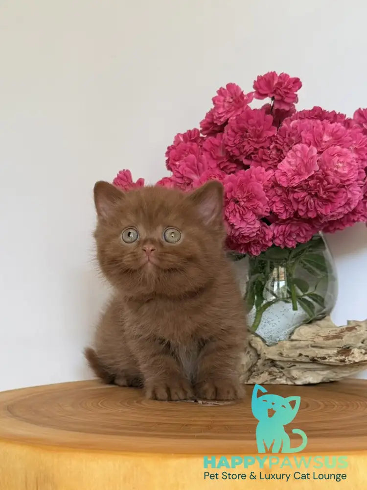 Fudge British Shorthair male cinnamon - live animals