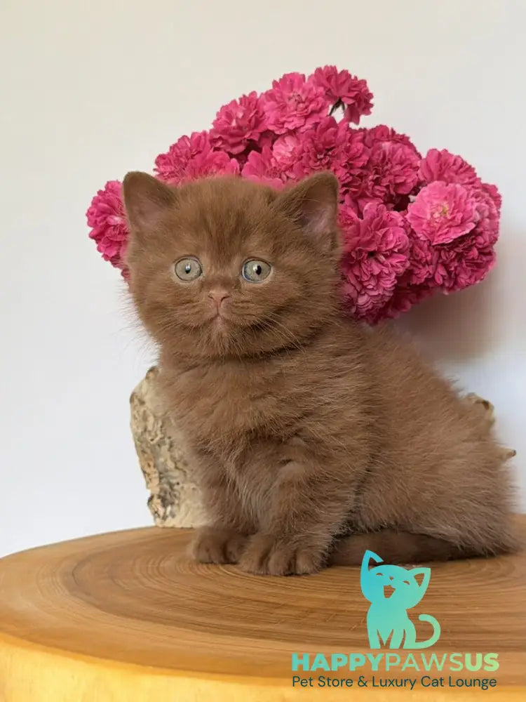Fudge British Shorthair male cinnamon - live animals