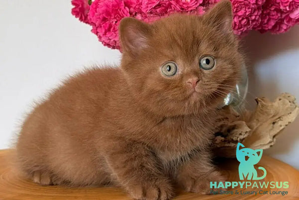 Fudge British Shorthair male cinnamon - live animals