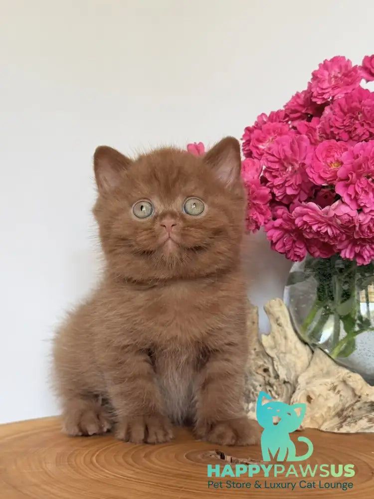 Fudge British Shorthair male cinnamon - live animals