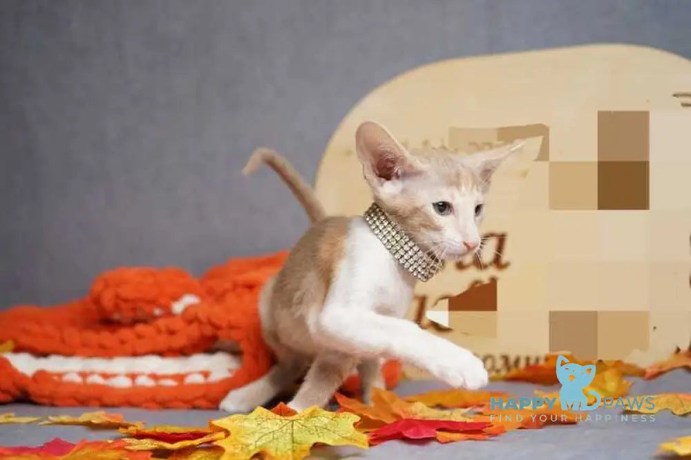 Fuksi Oriental Shorthair female fawn bicolour live animals
