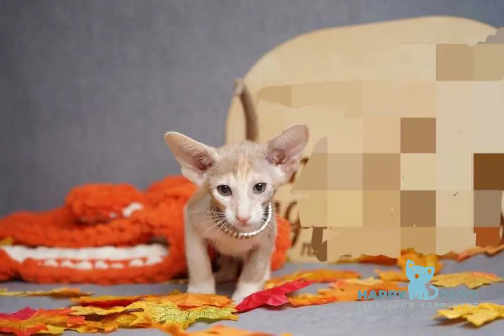 Fuksi Oriental Shorthair female fawn bicolour live animals