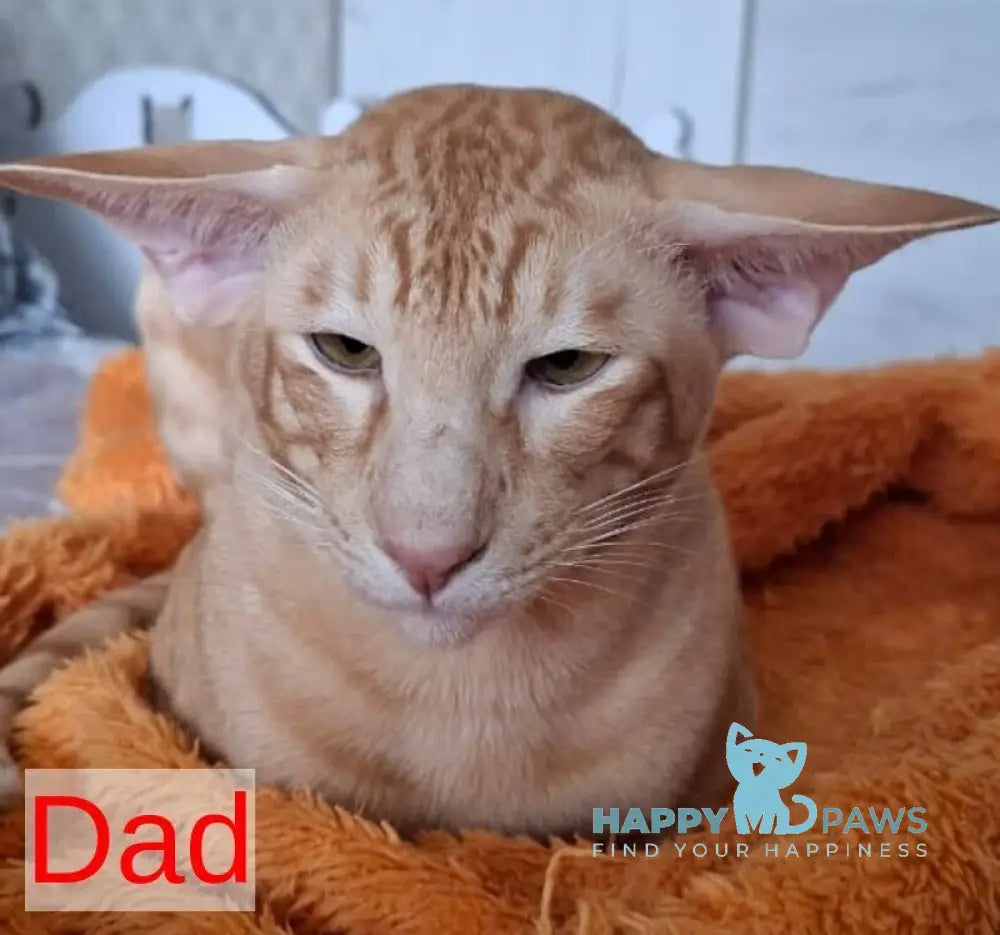Fuksi Oriental Shorthair female fawn bicolour live animals
