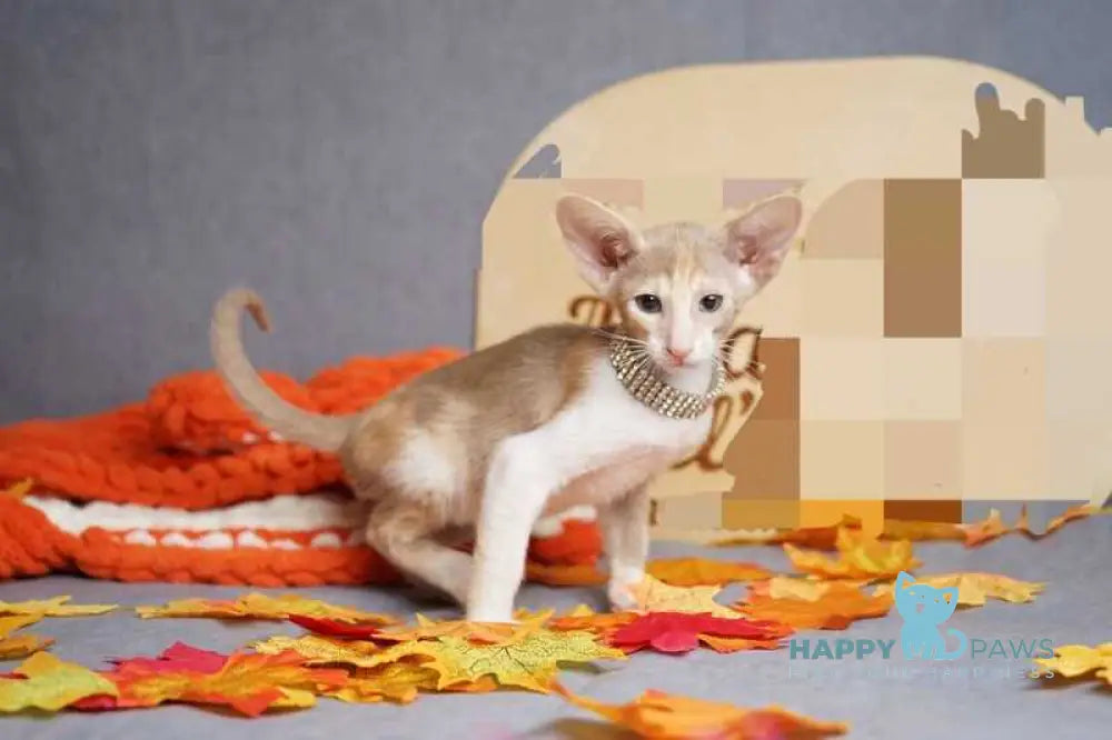 Fuksi Oriental Shorthair female fawn bicolour live animals