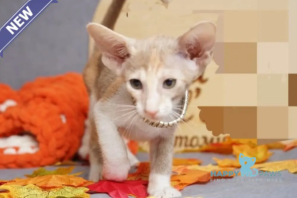 Fuksi Oriental Shorthair female fawn bicolour live animals