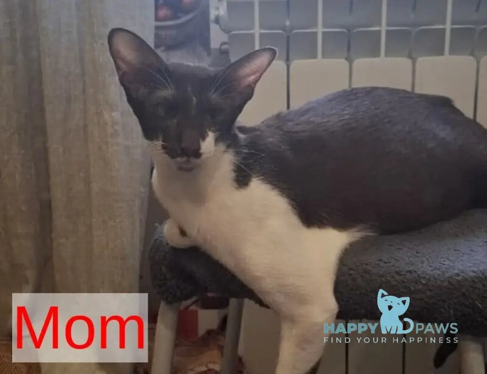 Fuksi Oriental Shorthair female fawn bicolour live animals