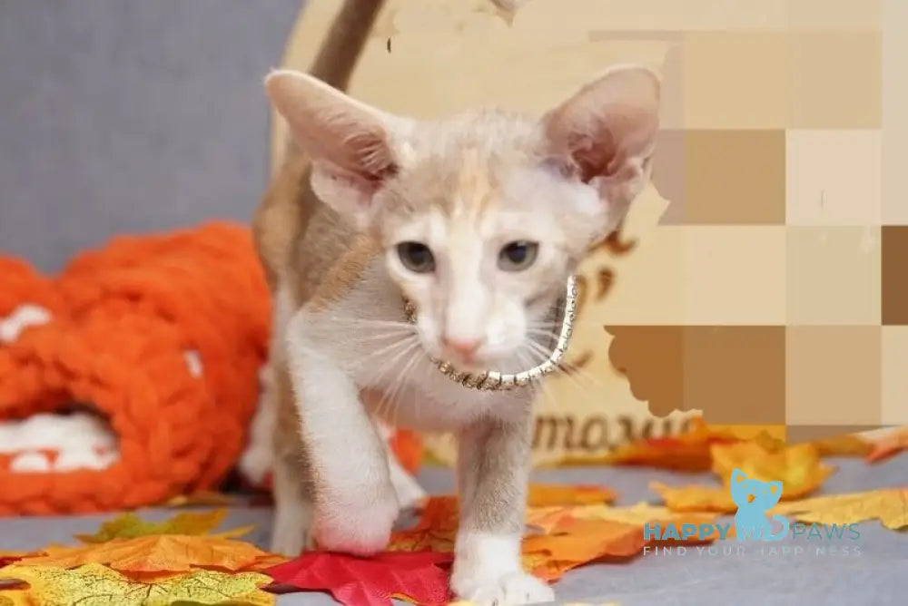 Fuksi Oriental Shorthair female fawn bicolour live animals