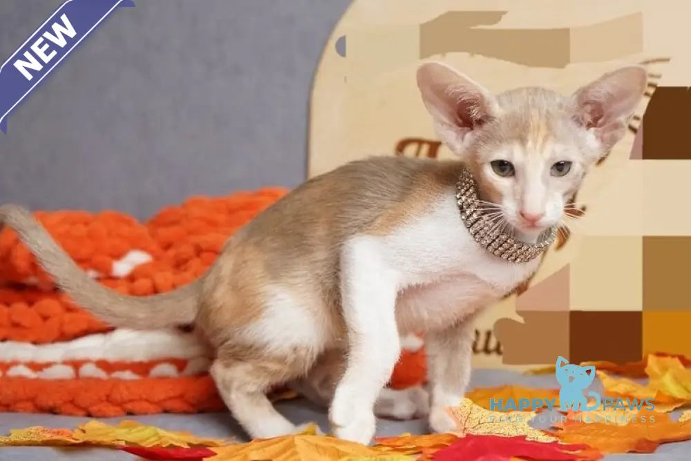 Fuksi Oriental Shorthair female fawn bicolour live animals