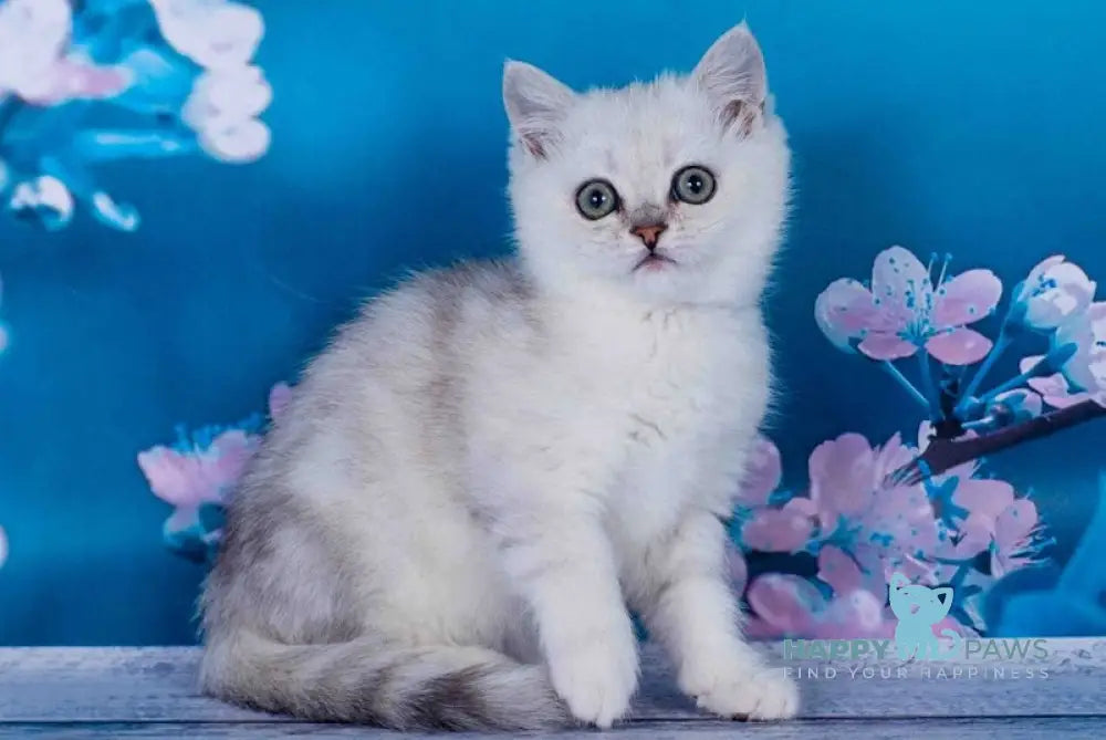 Funt British Shorthair male black silver tabby live animals