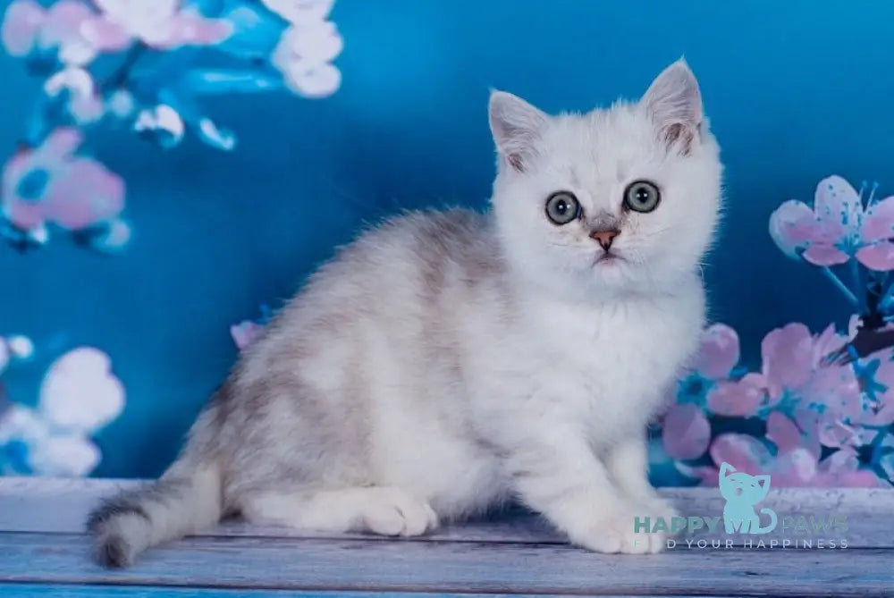 Funt British Shorthair male black silver tabby live animals