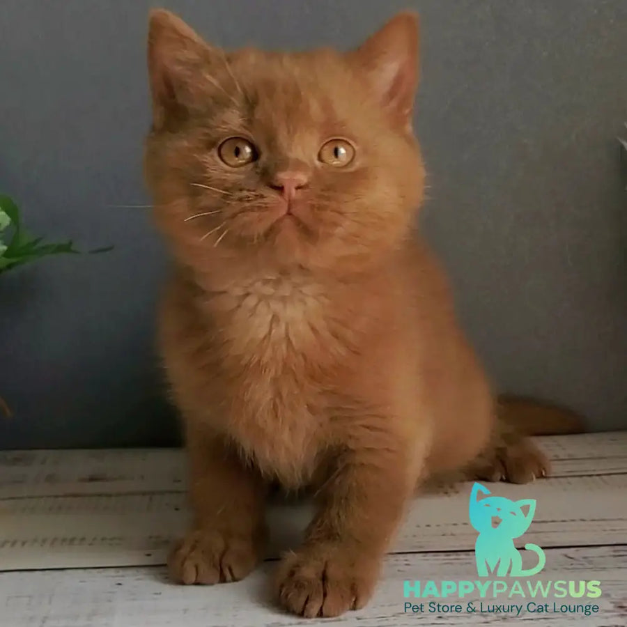 Funtik British Shorthair male cinnamon - live animals