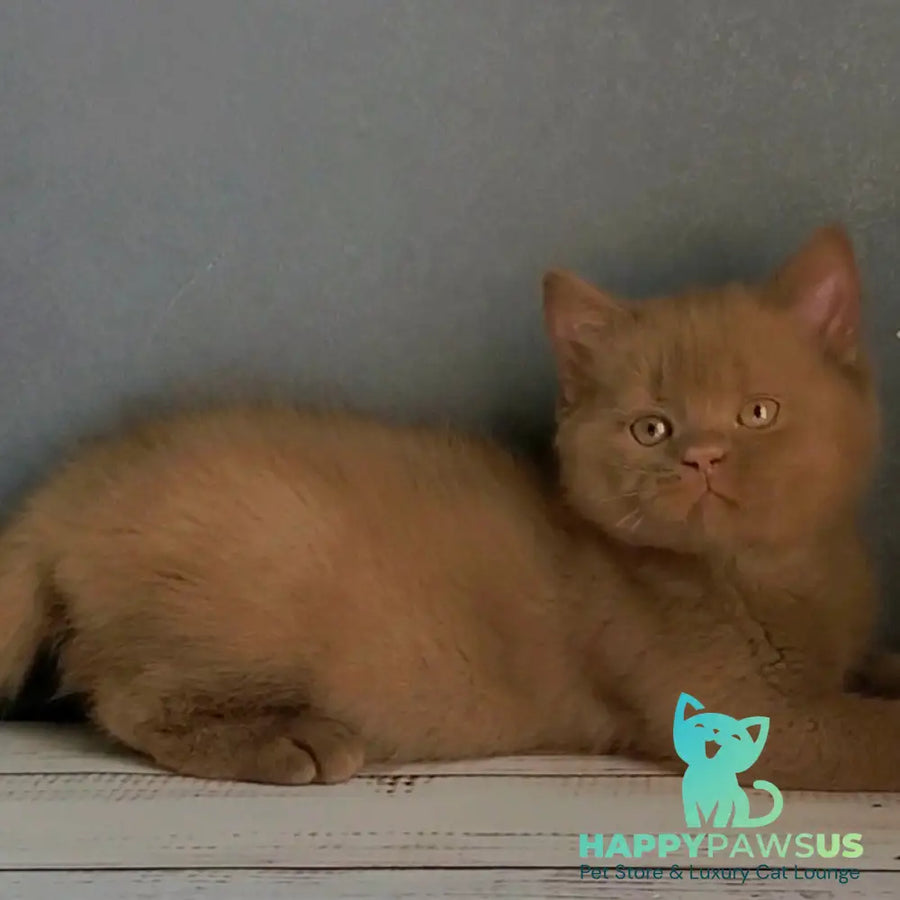 Funtik British Shorthair male cinnamon - live animals