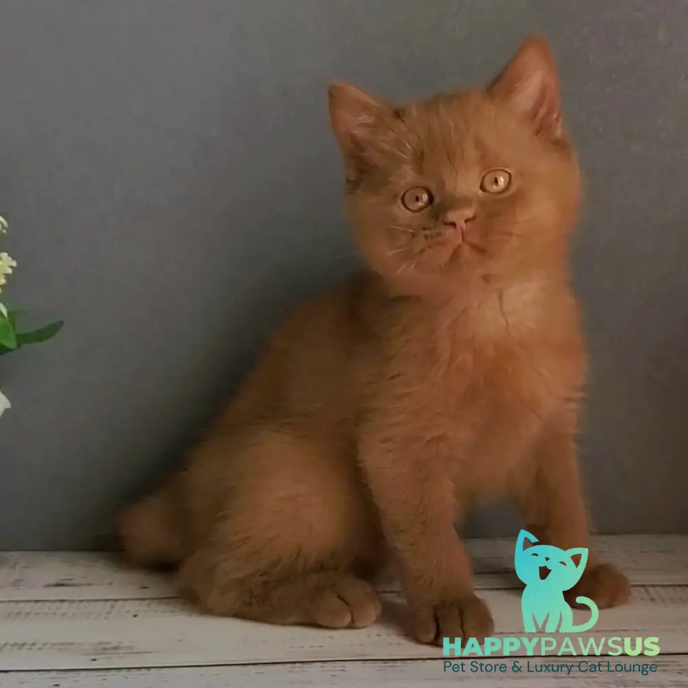 Funtik British Shorthair male cinnamon - live animals