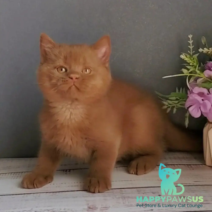 Funtik British Shorthair male cinnamon - live animals