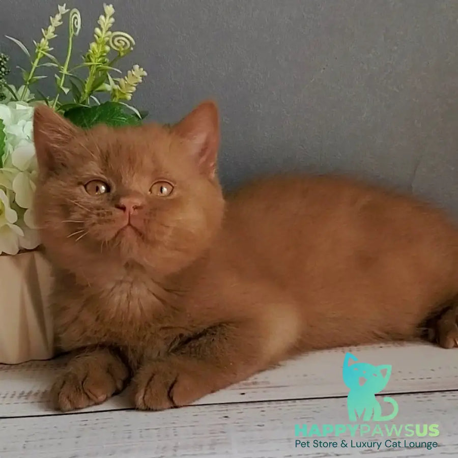 Funtik British Shorthair male cinnamon - live animals