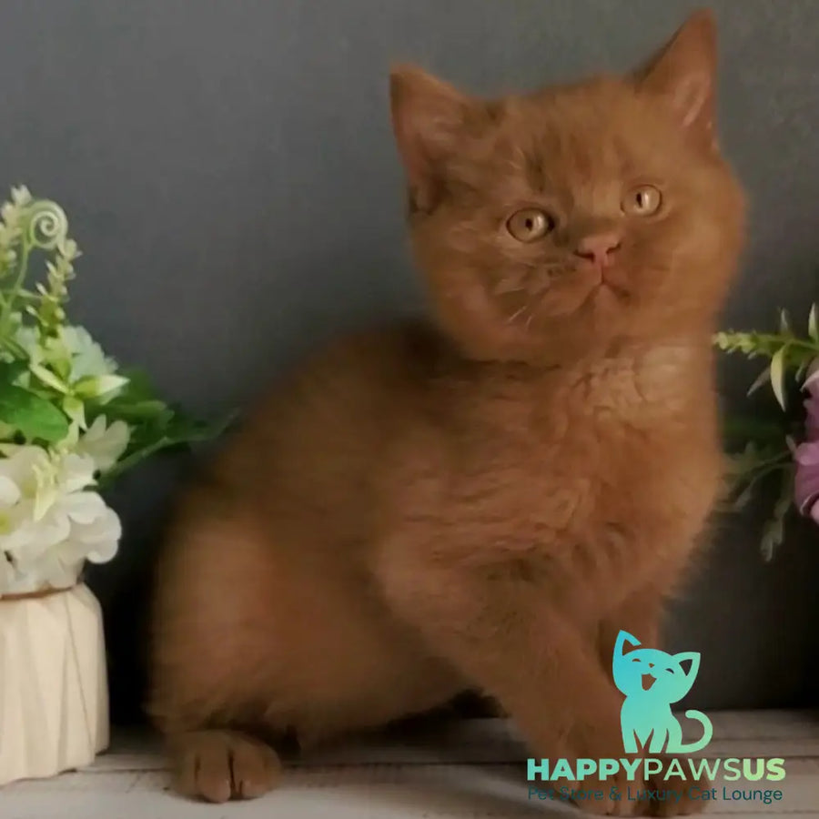 Funtik British Shorthair male cinnamon - live animals