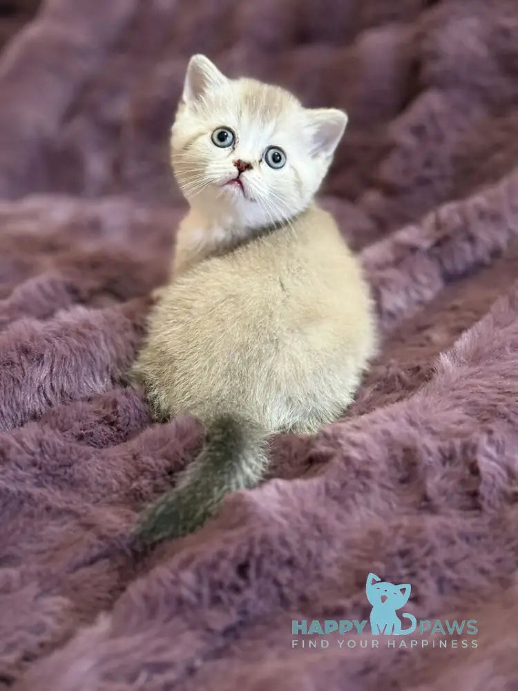 Funtik Scottish Straight male black pointed bicolour live animals