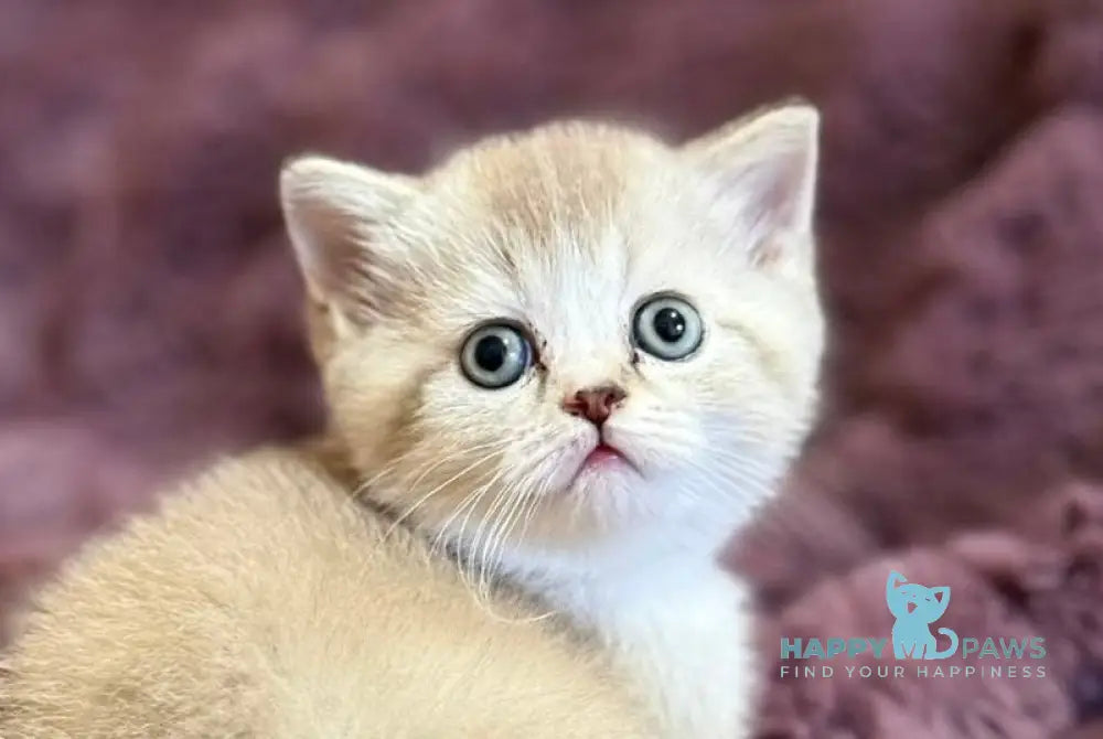 Funtik Scottish Straight male black pointed bicolour live animals