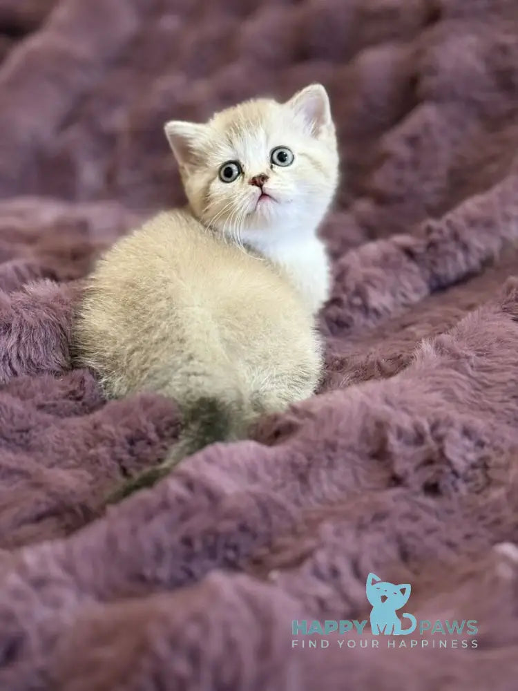 Funtik Scottish Straight male black pointed bicolour live animals