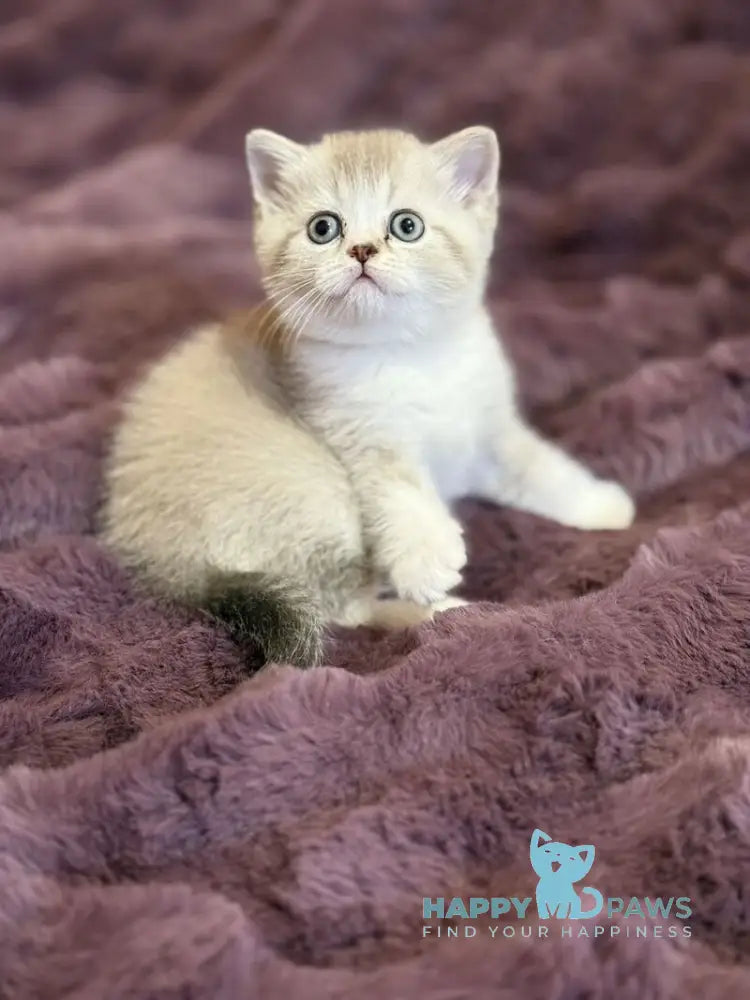 Funtik Scottish Straight male black pointed bicolour live animals