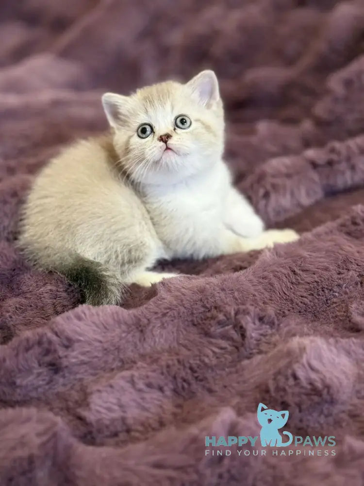 Funtik Scottish Straight male black pointed bicolour live animals