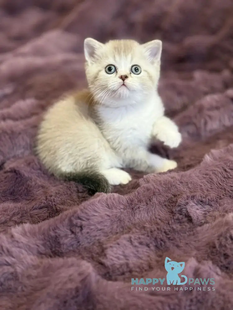 Funtik Scottish Straight male black pointed bicolour live animals