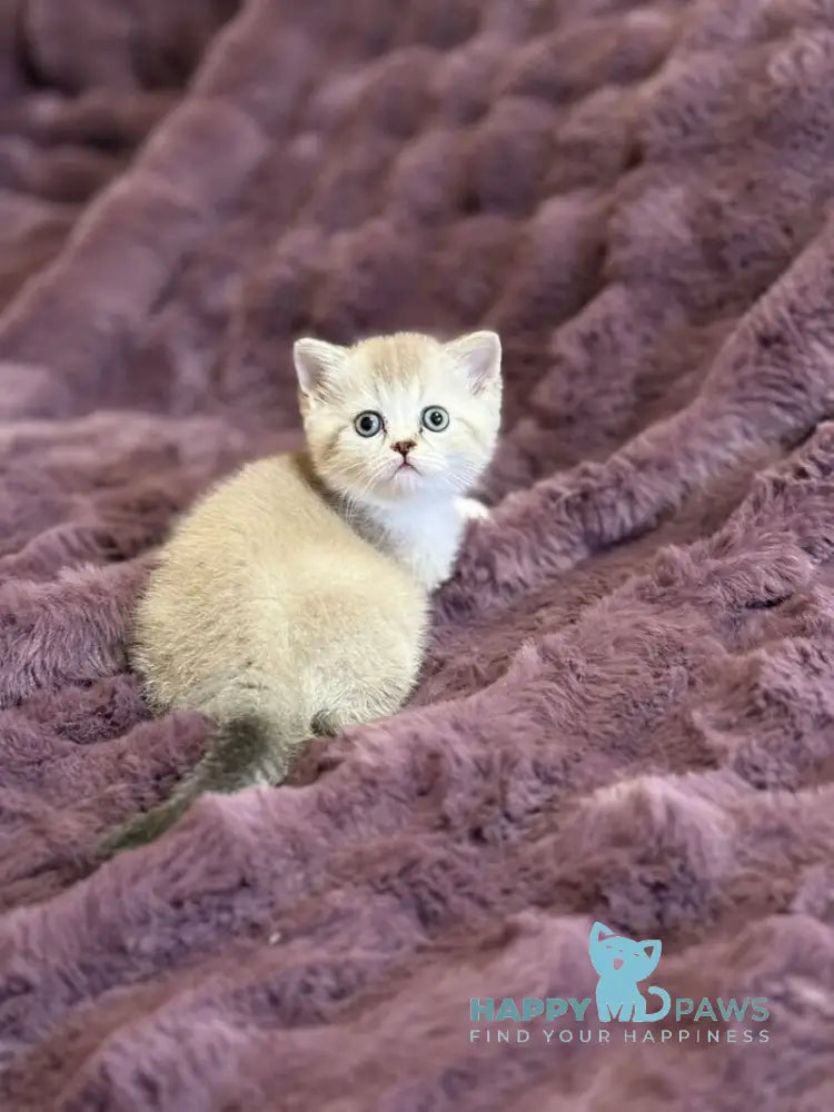 Funtik Scottish Straight male black pointed bicolour live animals