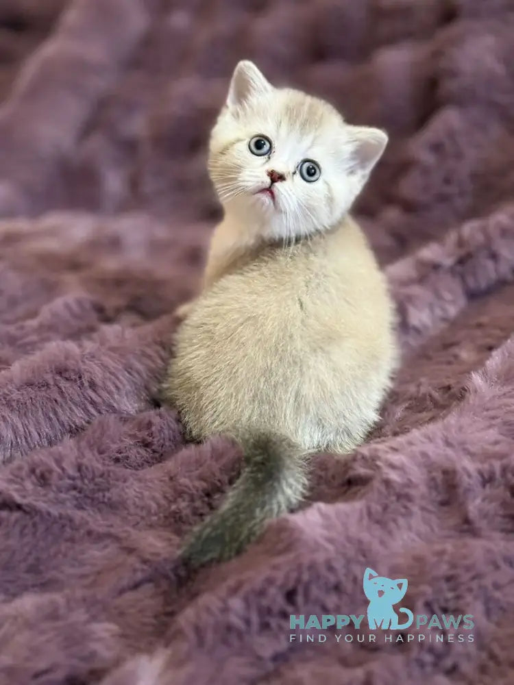 Funtik Scottish Straight male black pointed bicolour live animals