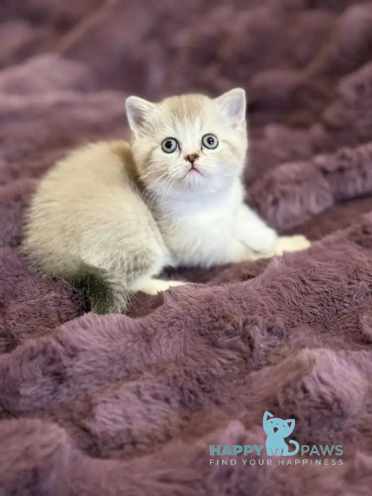 Funtik Scottish Straight male black pointed bicolour live animals