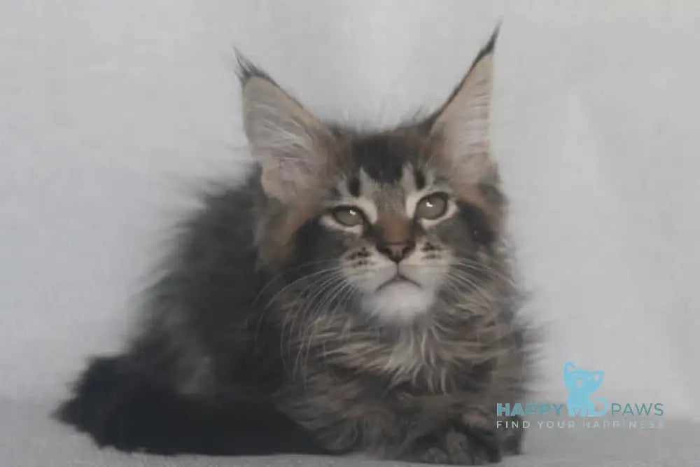 Furor Maine Coon male black tabby live animals