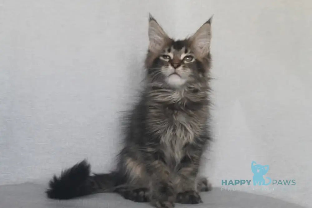 Furor Maine Coon male black tabby live animals